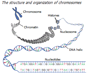 DNA structure