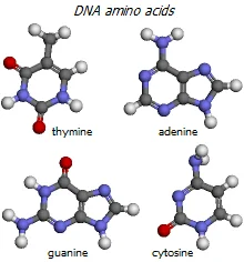 DNA amino acids
