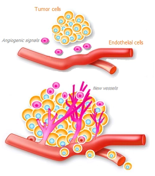 Angiogenesis