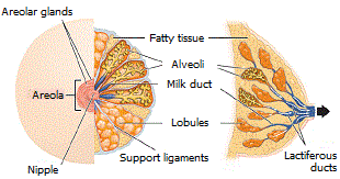 Anatomy of the breast