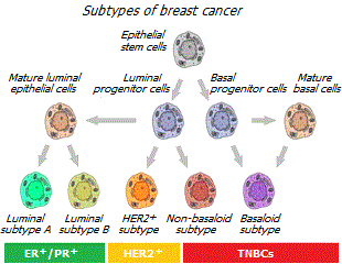 Subtypes of breast cancer cells