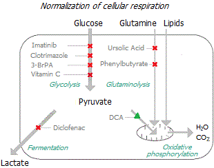 Switching cellular respiration