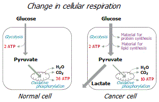 Cellular energy production