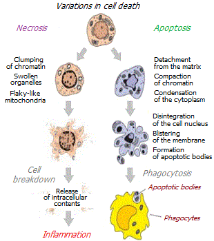 Variations in cell death