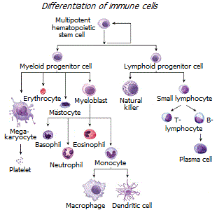 Differentiation of blood cells