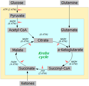 Sources of cellular energy
