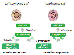 Cellular respiration