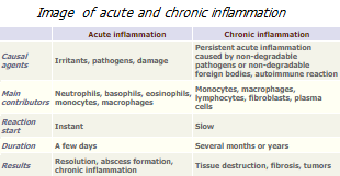 Characteristics of acute and chronic inflammation