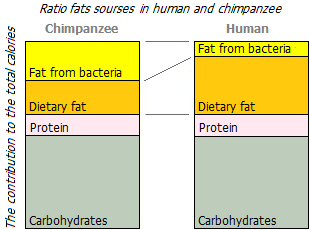 Structure of macronutrients in humans and chimpanzees