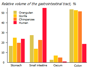 Comparison of primate intestines
