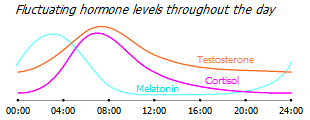 Fluctuations in hormone levels throughout the day