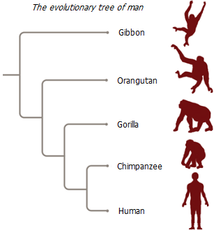 Human genealogy