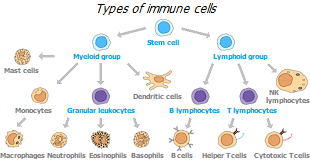 Immune cells