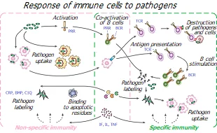 Immune reaction