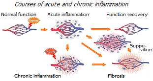 Inflammation - acute and chronic