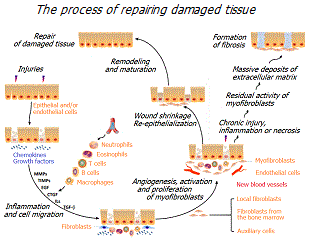 Tissue repair process