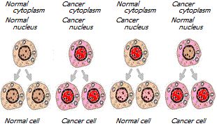 Experiments with the nucleus and cytoplasm