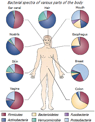 Microflora of various parts of the body