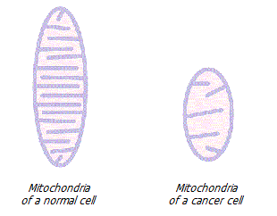 Changes in mitochondria
