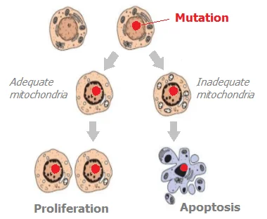 Mitochondrial control