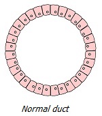 Normal duct