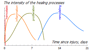 Stages of wound healing