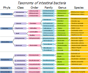 Classification of intestinal bacteria