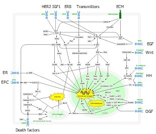 Metabolic pathways of the cell