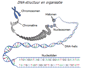DNA-structuur