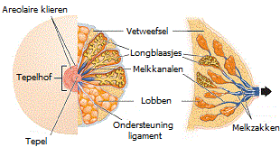 Anatomie van de borst