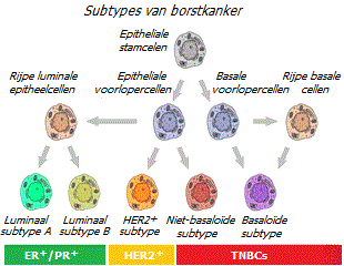 Subtypes van borstkankercellen