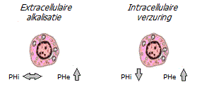 Zuur-base correctie