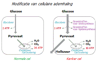 Energieproductie door cellen