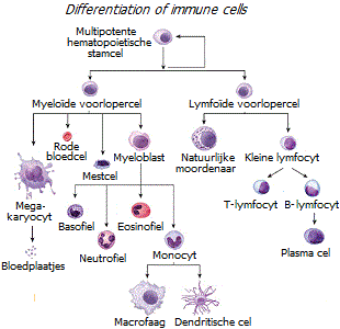 Differentiatie van bloedcellen