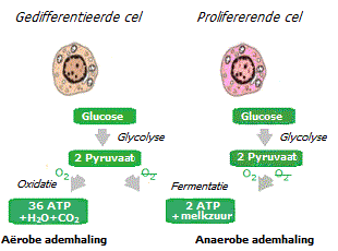 Cellulaire ademhaling