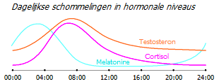 Schommelingen in de hormoonspiegels gedurende de dag