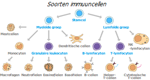 Immune cellen