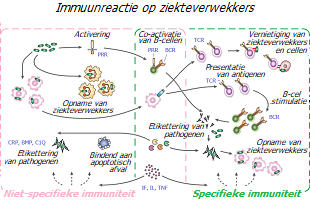Immuunreactie
