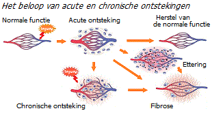 Ontsteking - acuut en chronisch