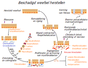 Weefselherstelproces