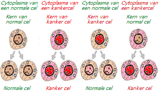 Experimenten met de kern en het cytoplasma