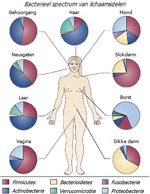 Microflora van verschillende delen van het lichaam