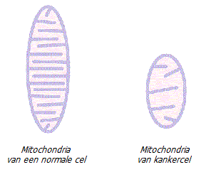 Veranderingen in de mitochondriën