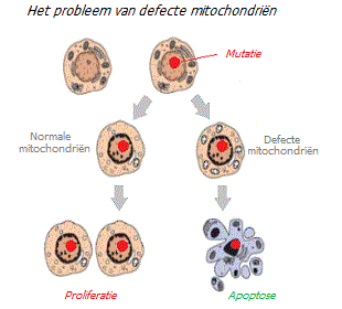 Mitochondriale controle