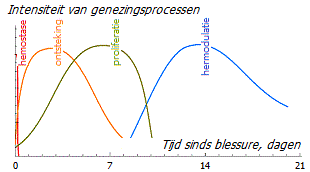 Stadia van wondgenezing