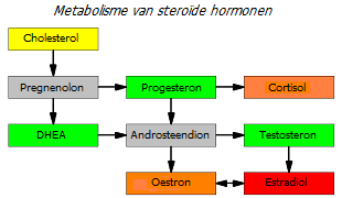 Volledige metabolisme van geslachtshormonen