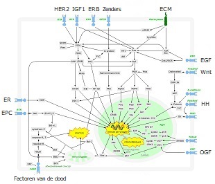 Metabolische routes van de cel