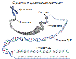 Структура ДНК