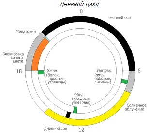 Дневной цикл