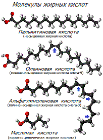 Молекулы жирных кислот